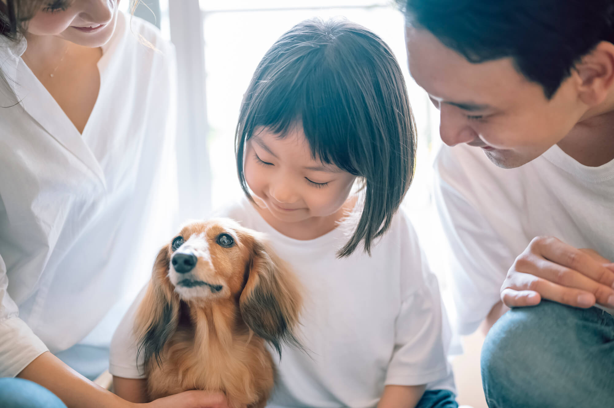 多頭飼いにおすすめのペット保険ランキング5選を徹底解説!のサムネイル画像